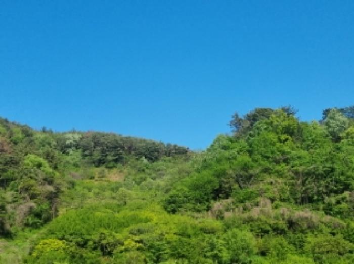 전라남도 광양시 진월면 신아리 산27 임야 경매 사진 25