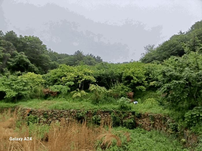 전라남도 광양시 진월면 신아리 산27 임야 경매 사진 3