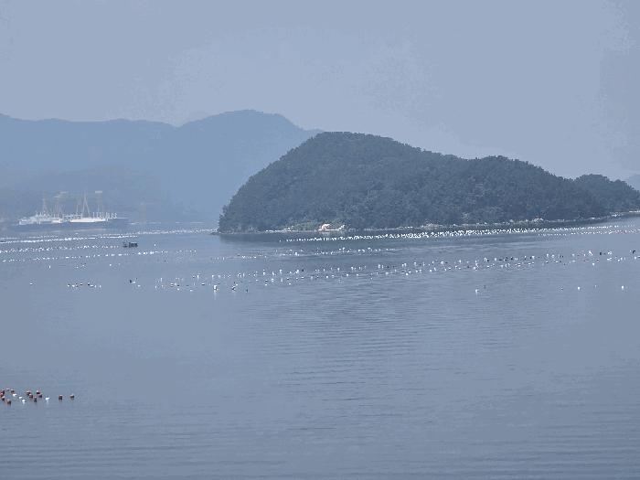 경상남도 거제시 사등면 창호리 가조도 지선 어업권 경매 사진 2