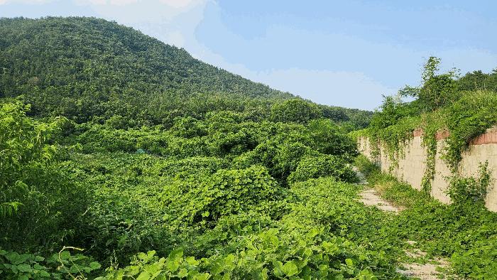 전라남도 여수시 율촌면 월산리 248-32 임야 경매 사진 5