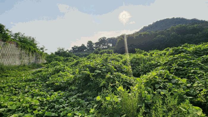 전라남도 여수시 율촌면 월산리 248-32 임야 경매 사진 9