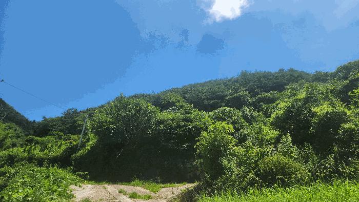 전라남도 순천시 승주읍 도정리 산263 임야 경매 사진 2