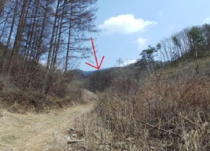 강원특별자치도 평창군 봉평면 덕거리 20 임야 경매 사진 2