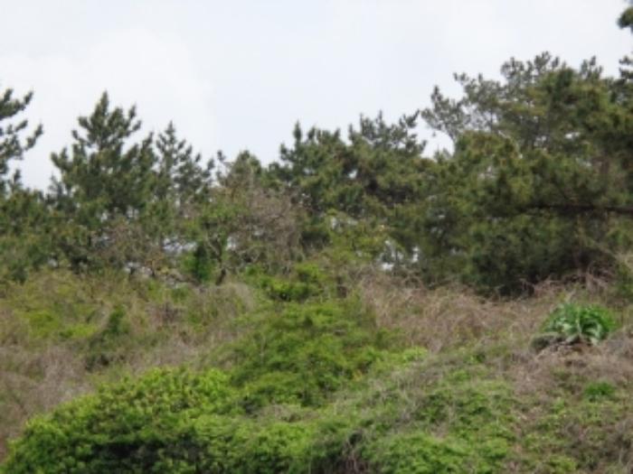 제주특별자치도 제주시 한림읍 협재리 2267 전 경매 사진 2