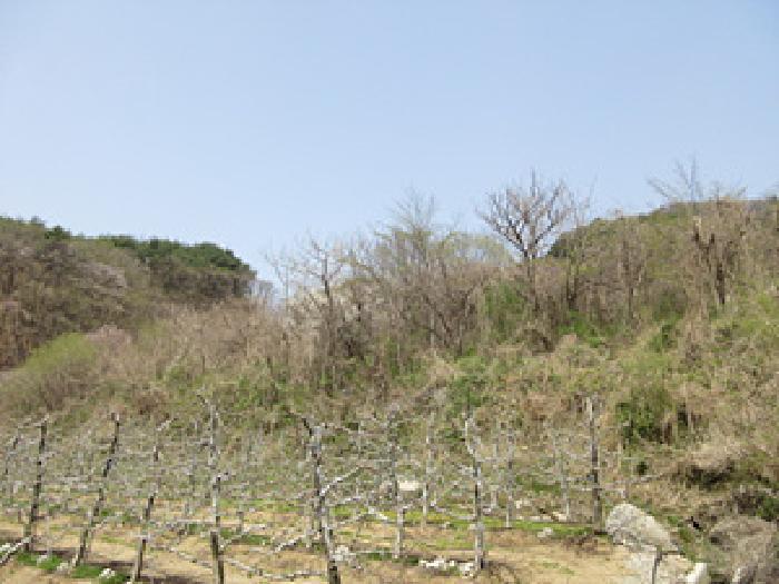 경상북도 예천군 은풍면 탑리 산5 임야 경매 사진 4