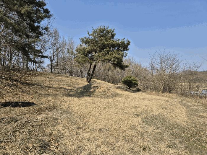 경상북도 예천군 용궁면 대은리 산103 임야 경매 사진 3