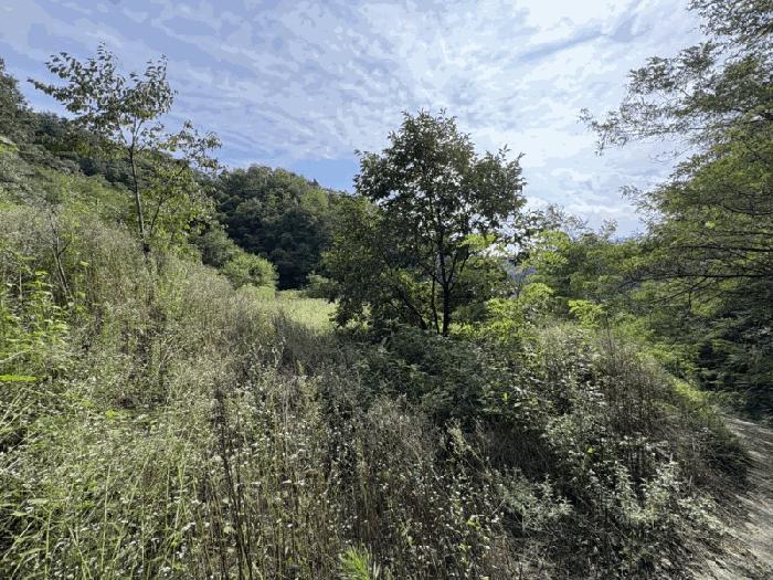 충청북도 영동군 양산면 원당리 165 과수원 경매 사진 2