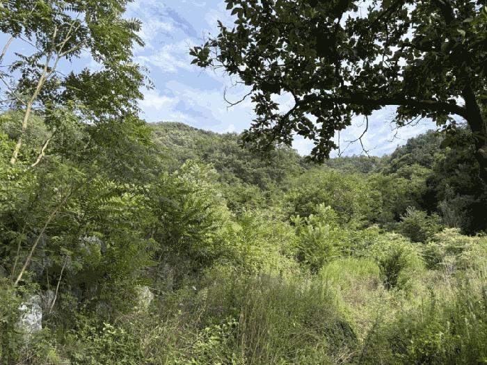 충청북도 영동군 양산면 원당리 165 과수원 경매 사진 3