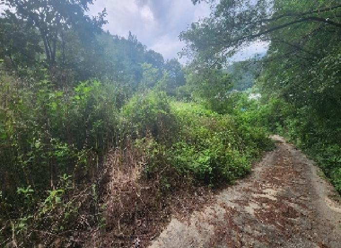 충청북도 영동군 양산면 원당리 165 과수원 경매 사진 4