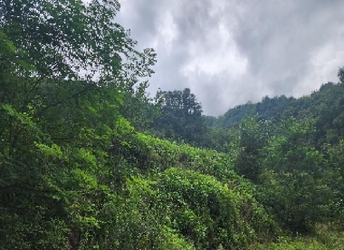 충청북도 영동군 양산면 원당리 165 과수원 경매 사진 5