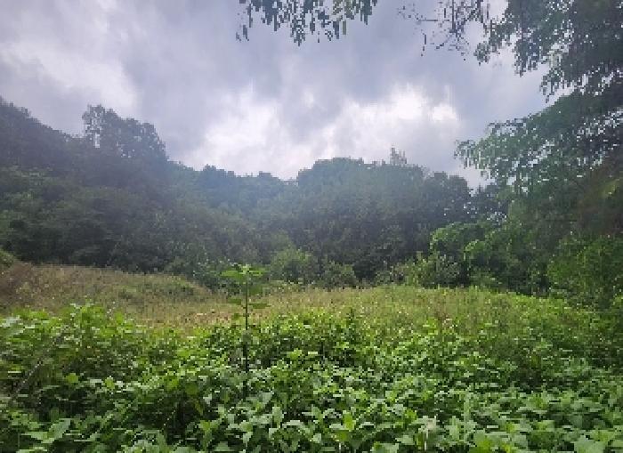 충청북도 영동군 양산면 원당리 165 과수원 경매 사진 6