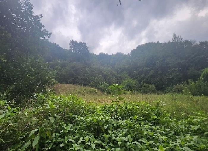 충청북도 영동군 양산면 원당리 165 과수원 경매 사진 7