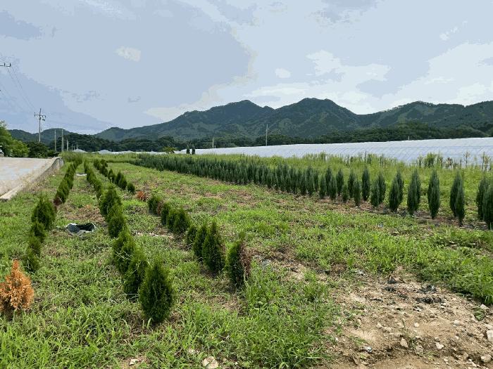 충청북도 옥천군 이원면 강청리 39-18 한내빌라 에이동 5층501호 다세대(빌라) 경매 사진 2