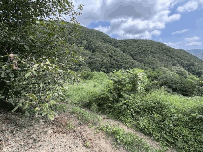 충청북도 옥천군 전