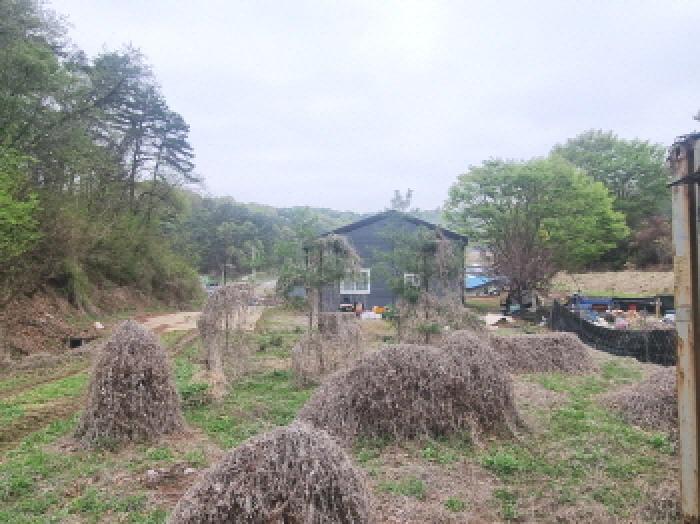세종특별자치시 장군면 대교리 293 근린시설 경매 사진 17