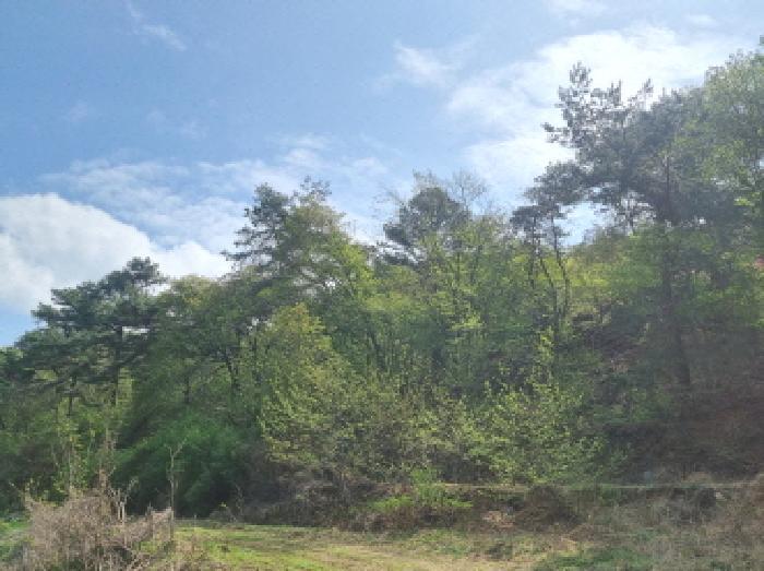 세종특별자치시 장군면 대교리 293 근린시설 경매 사진 41