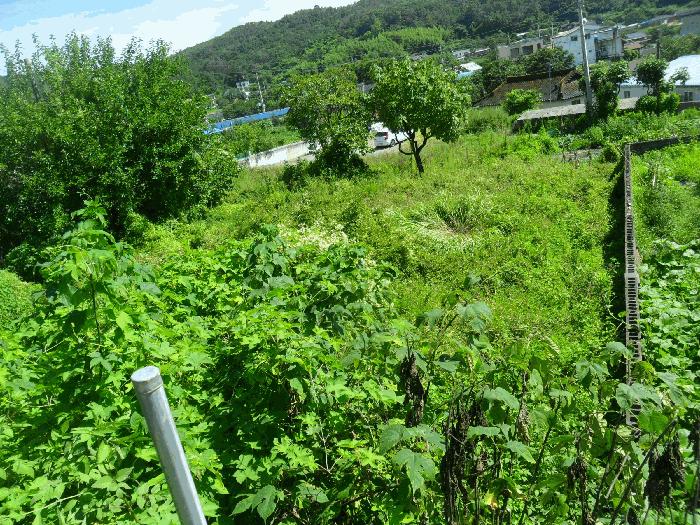 경상북도 경주시 양남면 상계리 112 대지 경매 사진 3