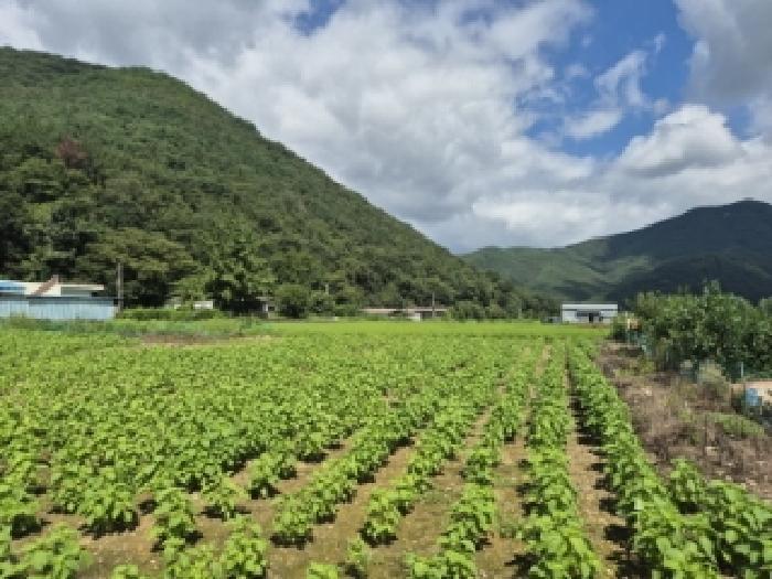 경상북도 경주시 산내면 신원리 747 답 경매 사진 12