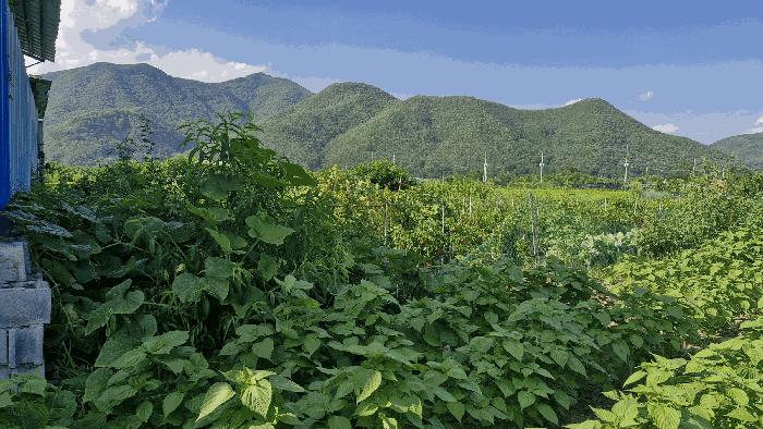 경상북도 경주시 산내면 신원리 747 답 경매 사진 2