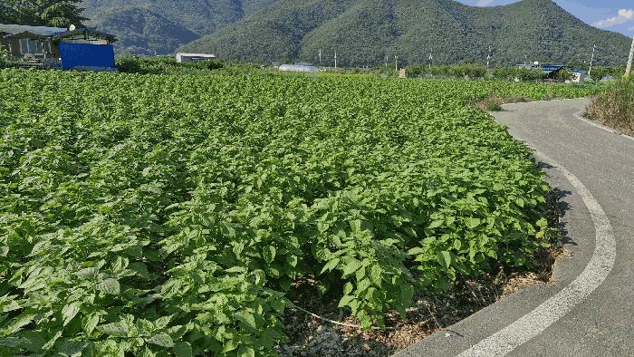 경상북도 경주시 산내면 신원리 747 답 경매 사진 5