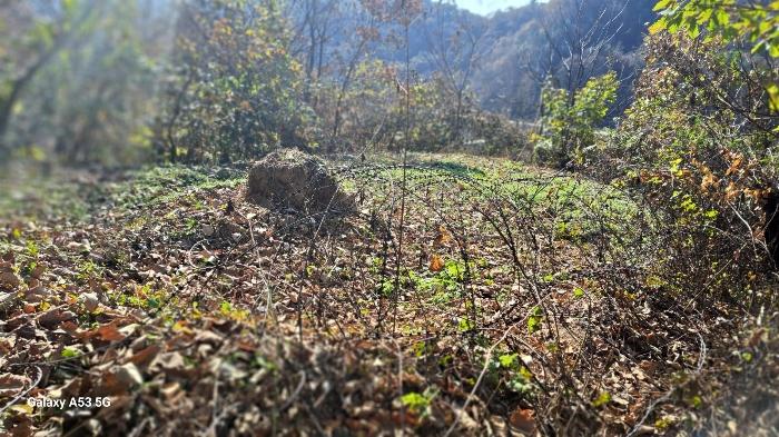 경기도 연천군 신서면 답곡리 산134 임야 경매 사진 6