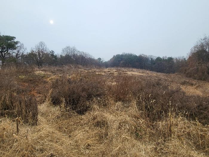 경기도 여주시 세종대왕면 왕대리 산73-6 임야 경매 사진 14