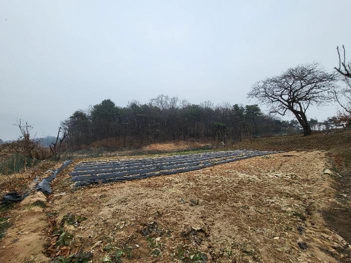 경기도 여주시 세종대왕면 왕대리 산73-6 임야 경매 사진 9