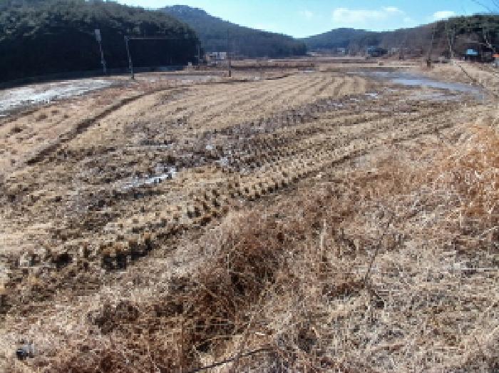 충청남도 당진시 석문면 교로리 178 답 경매 사진 13