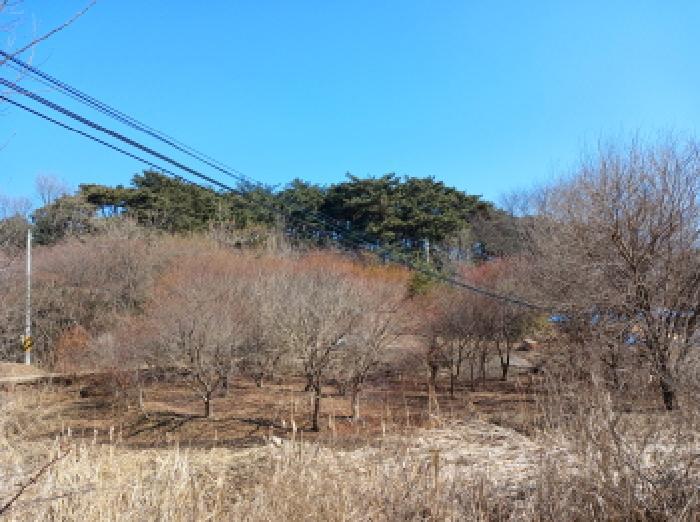 충청남도 당진시 석문면 교로리 723 전 경매 사진 17