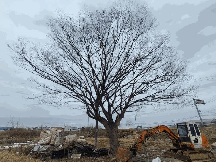 충청남도 당진시 합덕읍 옥금리 578 대지 경매 사진 3