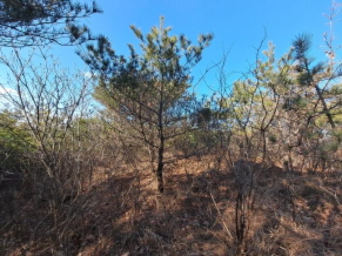 충청남도 당진시 송악읍 월곡리 산34-27 임야 경매 사진 16