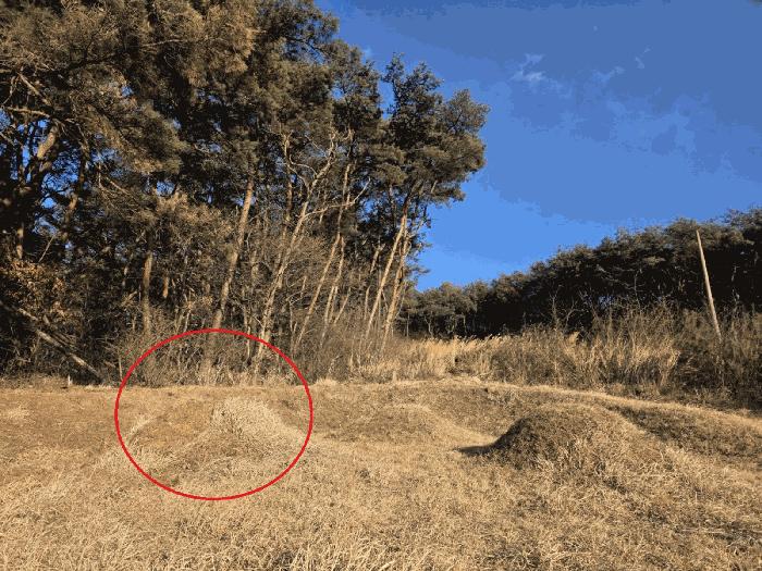 충청남도 당진시 송악읍 월곡리 산34-27 임야 경매 사진 6
