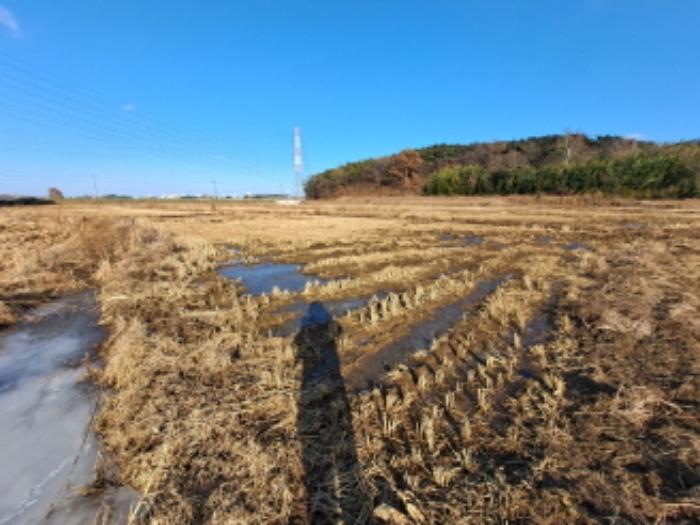 충청남도 당진시 송악읍 월곡리 131-8 답 경매 사진 7