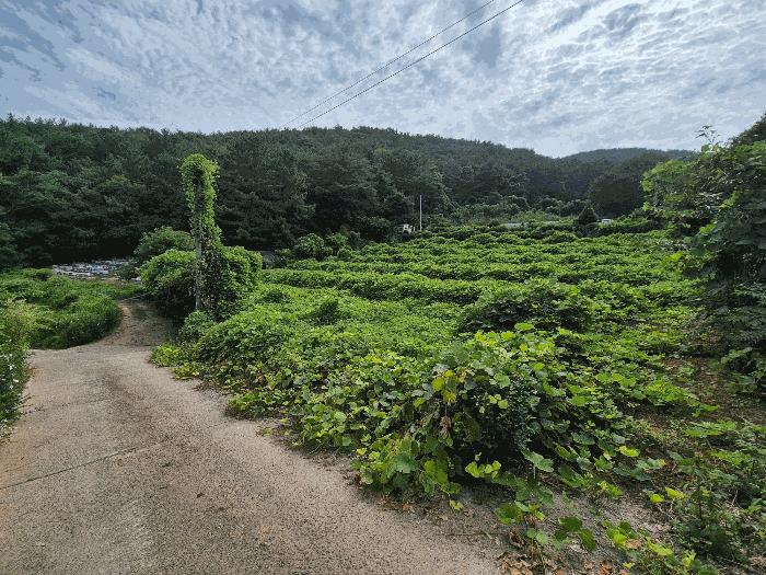 경상남도 창원시 마산합포구 구산면 석곡리 191-3 답 경매 사진 4