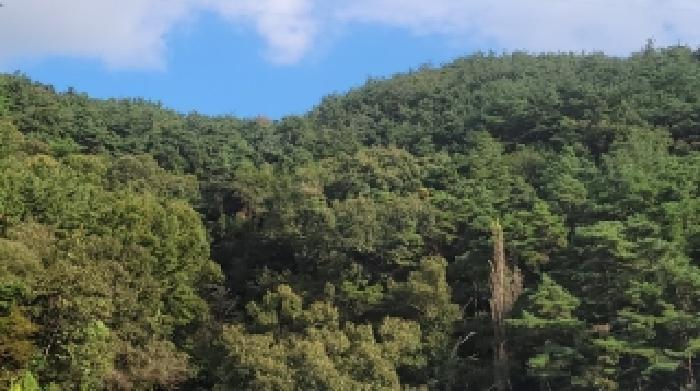 경상남도 창원시 마산회원구 내서읍 상곡리 산24 임야 경매 사진 3
