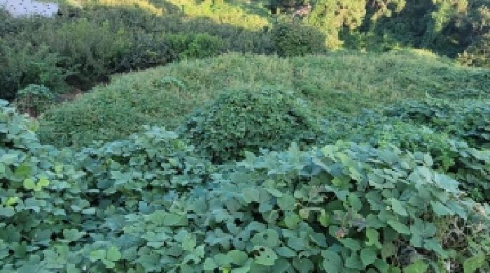 경상남도 함안군 칠북면 이령리 860-4 과수원 경매 사진 6
