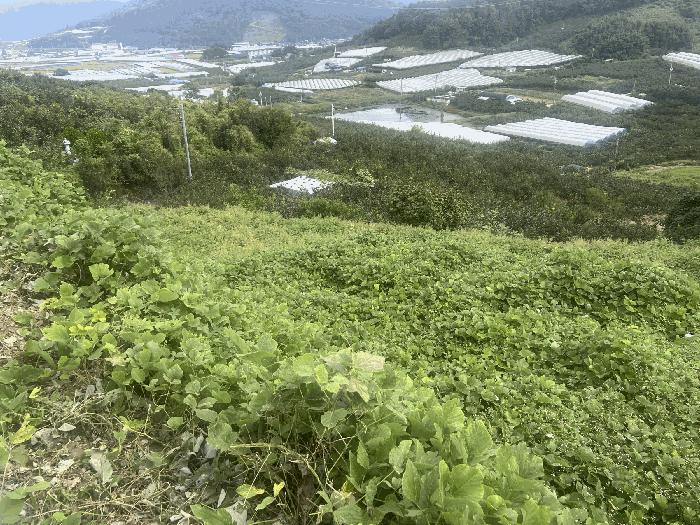경상남도 함안군 과수원
