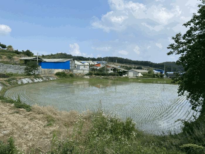 경상북도 영천시 청통면 계지리 137 답 경매 사진 2