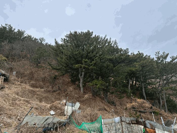 경상북도 영덕군 영해면 성내리 488-4 상가 경매 사진 9