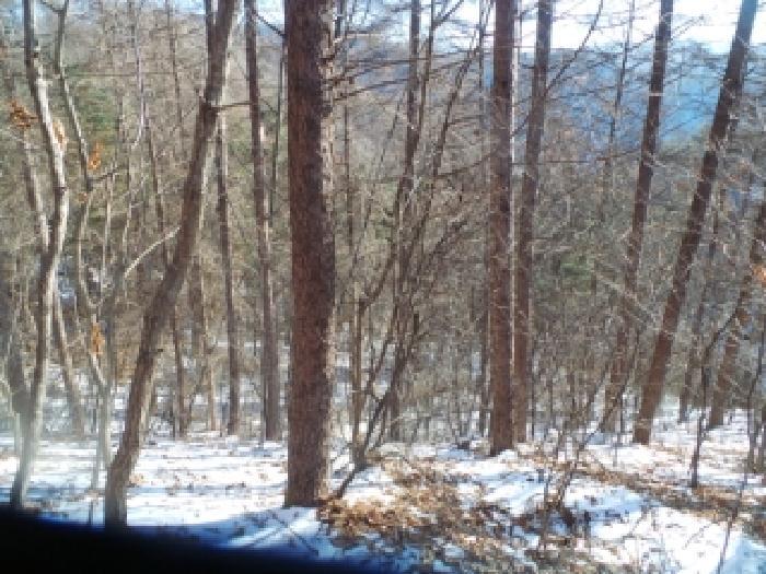 강원특별자치도 화천군 상서면 부촌리 산56 임야 경매 사진 12