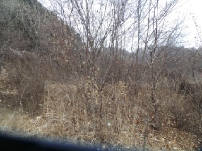 강원특별자치도 화천군 상서면 부촌리 산56 임야 경매 사진 13