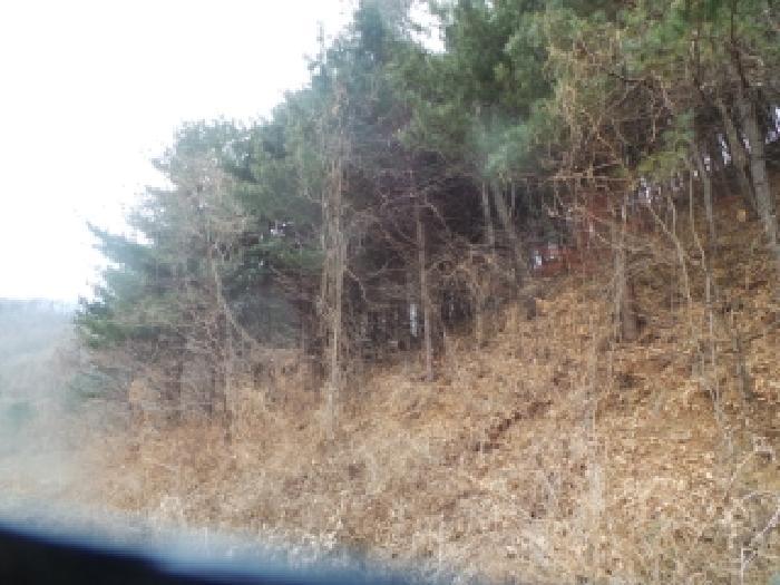강원특별자치도 화천군 상서면 부촌리 산56 임야 경매 사진 17