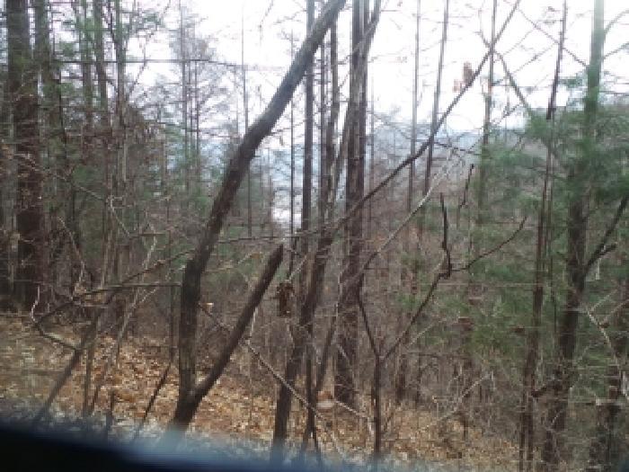 강원특별자치도 화천군 상서면 부촌리 산56 임야 경매 사진 5