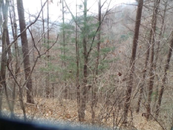 강원특별자치도 화천군 상서면 부촌리 산56 임야 경매 사진 6
