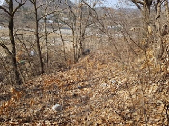 강원특별자치도 원주시 지정면 신평리 905 주택 경매 사진 21