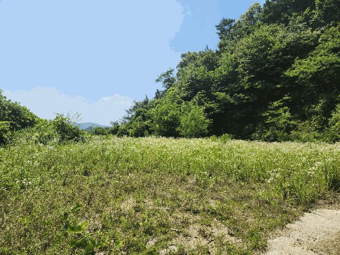 충청북도 음성군 금왕읍 무극리 산31 임야 경매 사진 2