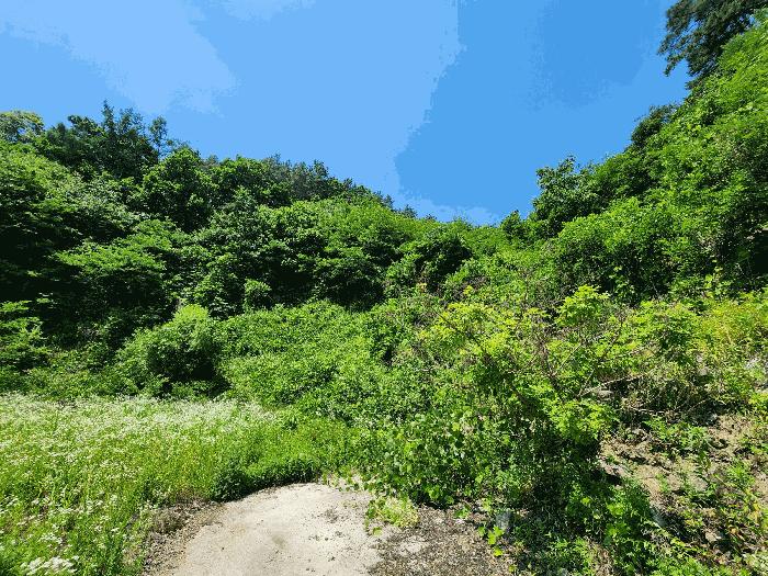 충청북도 음성군 금왕읍 무극리 산31 임야 경매 사진 4