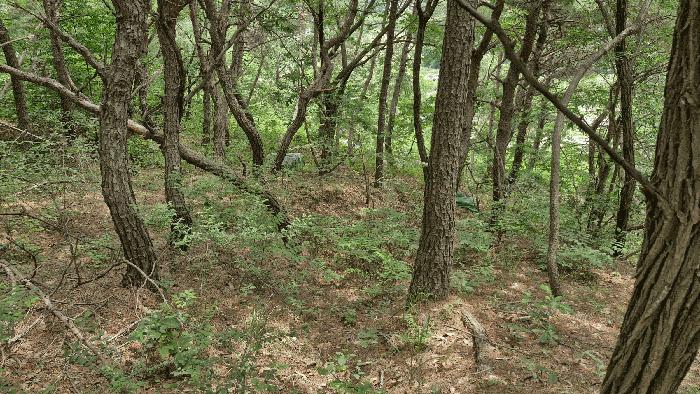 경상북도 포항시 남구 연일읍 학전리 산32 임야 경매 사진 1