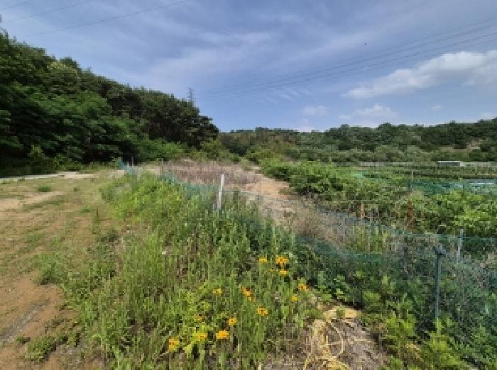 경상북도 포항시 남구 연일읍 학전리 산32 임야 경매 사진 14