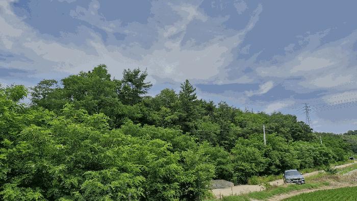 경상북도 포항시 남구 연일읍 학전리 산32 임야 경매 사진 3